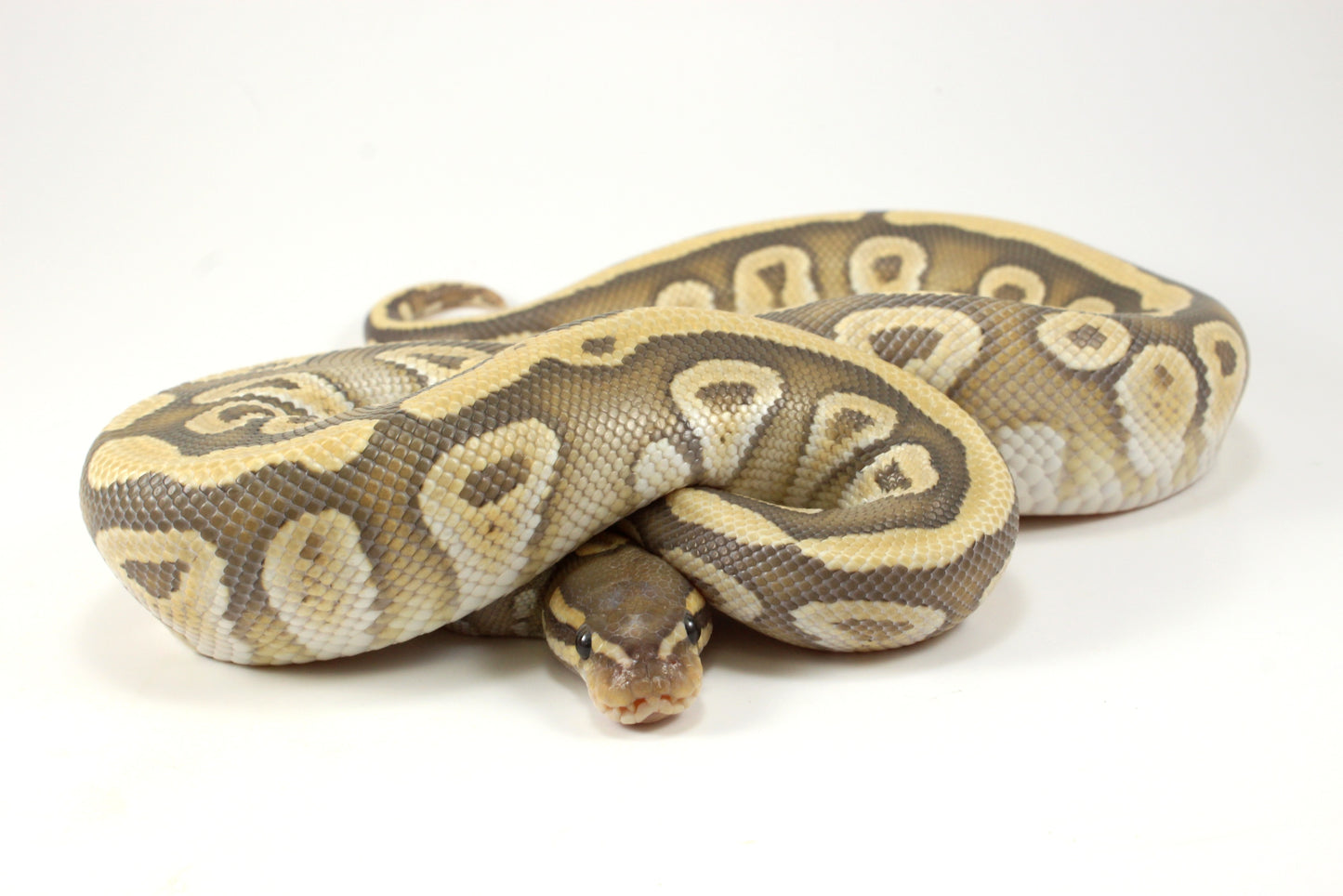 Mojave Hypo h. Clown Ball Python