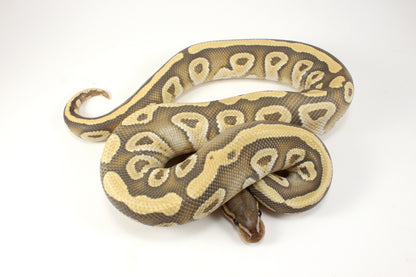Mojave Hypo h. Clown Ball Python
