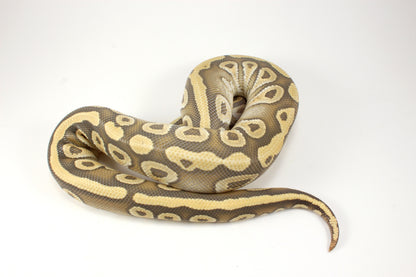 Mojave Hypo h. Clown Ball Python