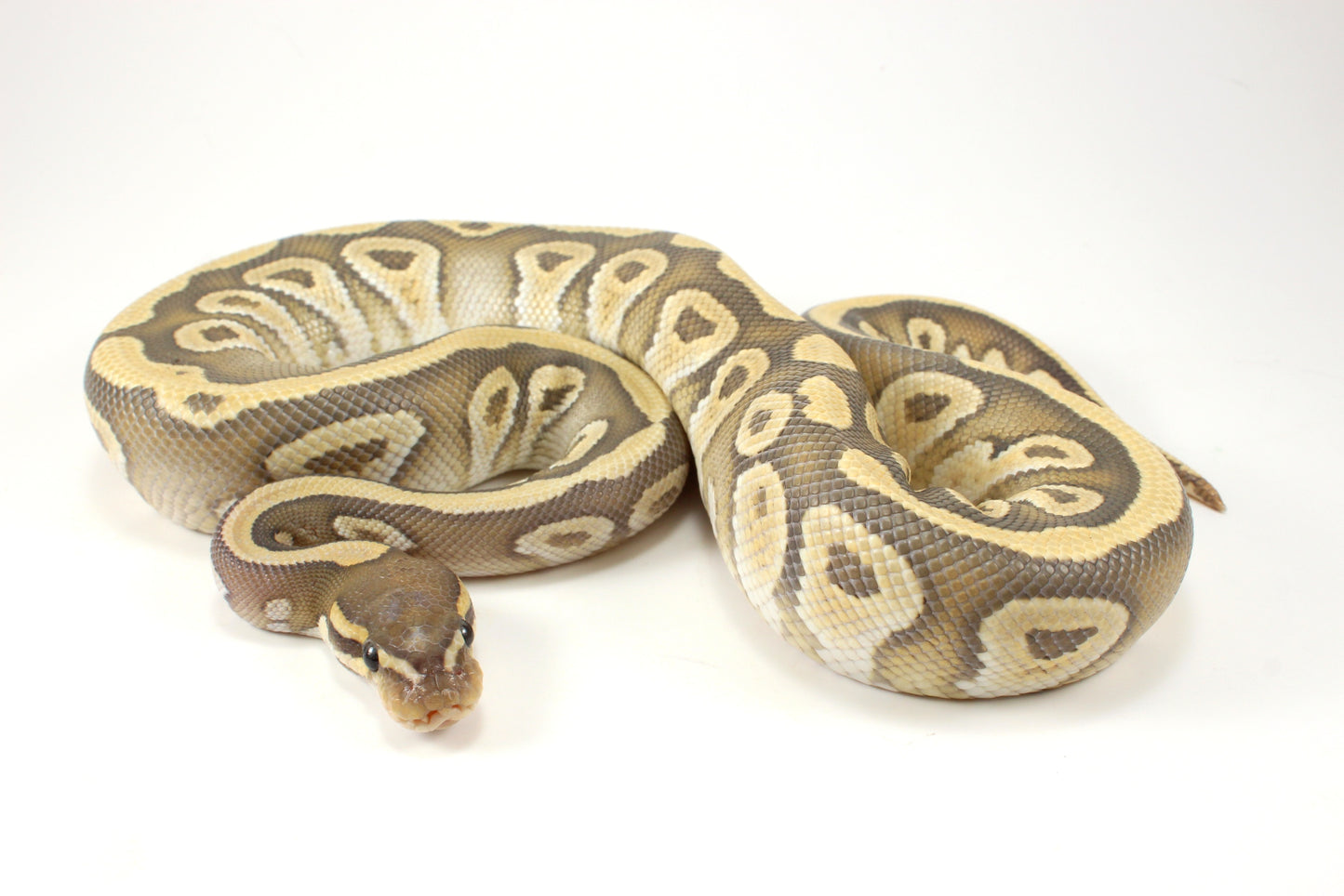Mojave Hypo h. Clown Ball Python