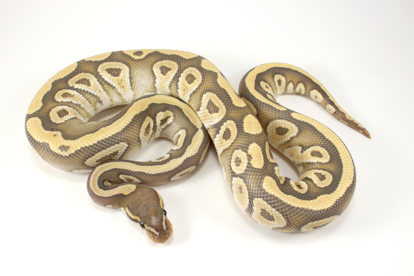 Mojave Hypo h. Clown Ball Python