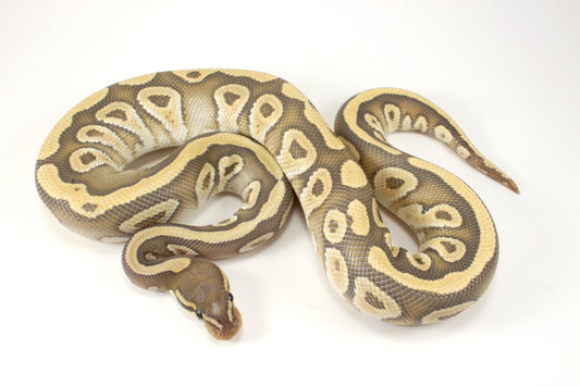 Mojave Hypo h. Clown Ball Python