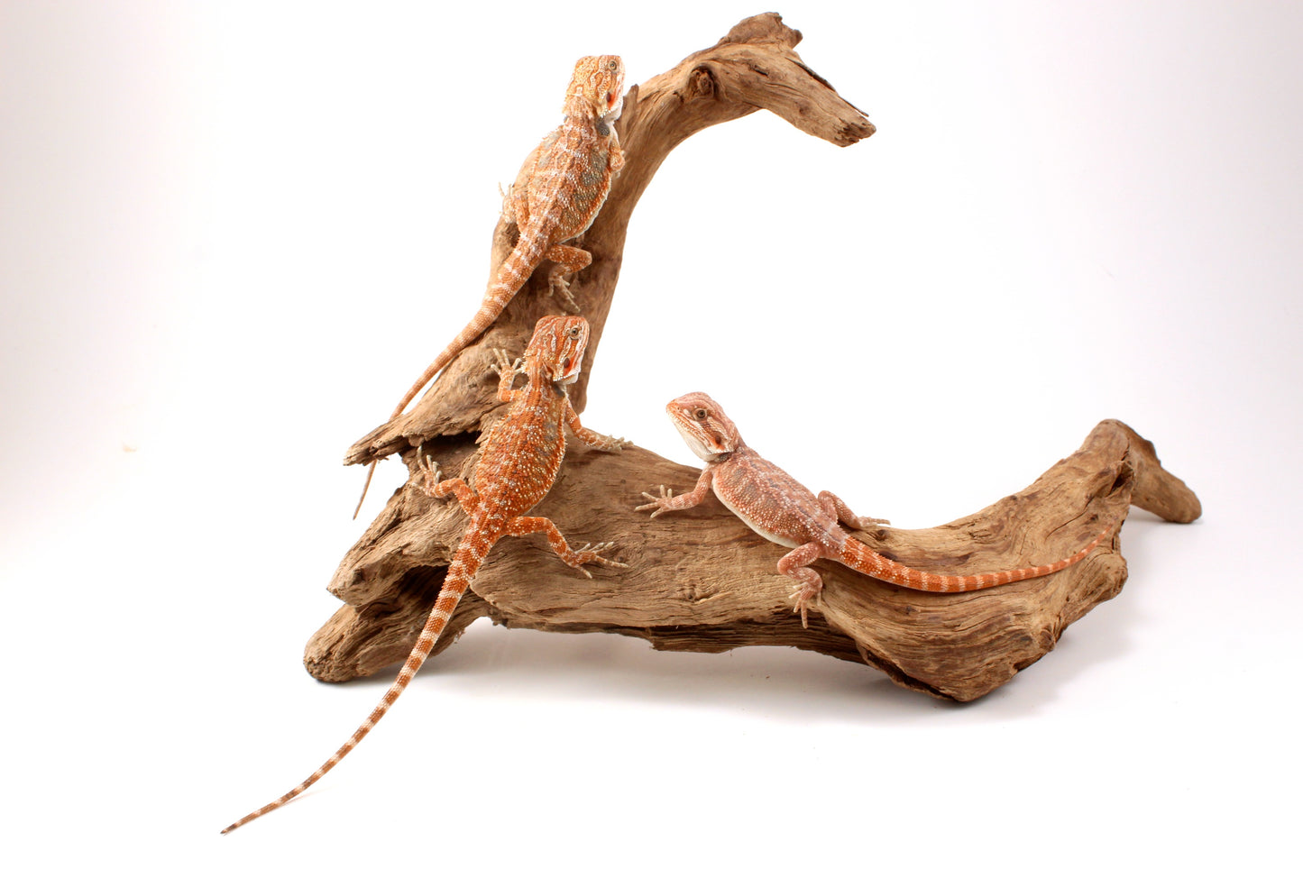 Hypo Orange Tiger Bearded Dragon
