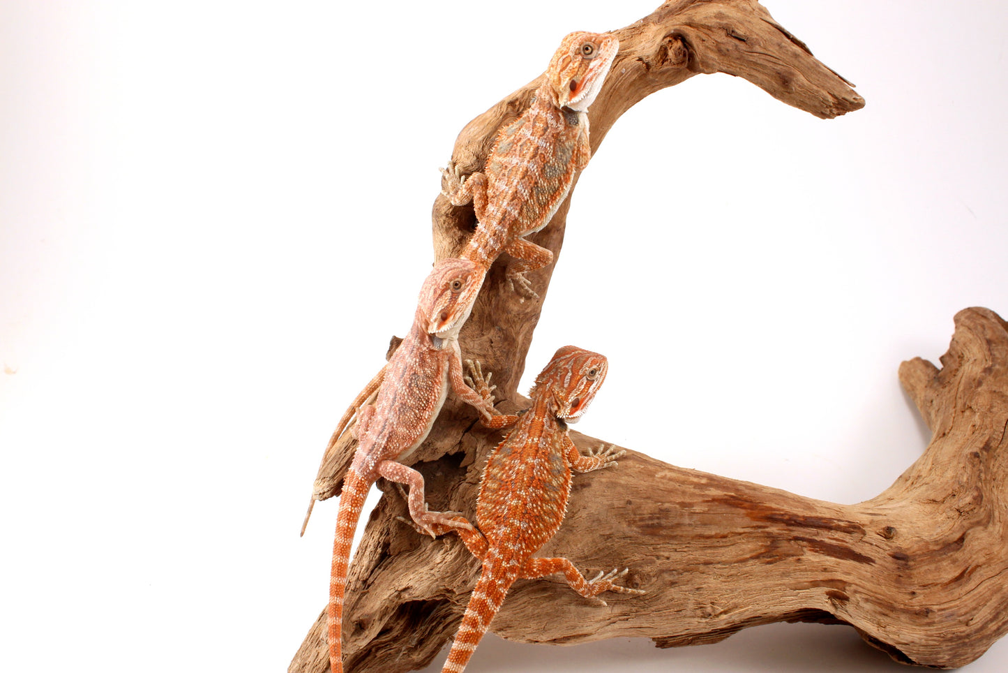 Hypo Orange Tiger Bearded Dragon