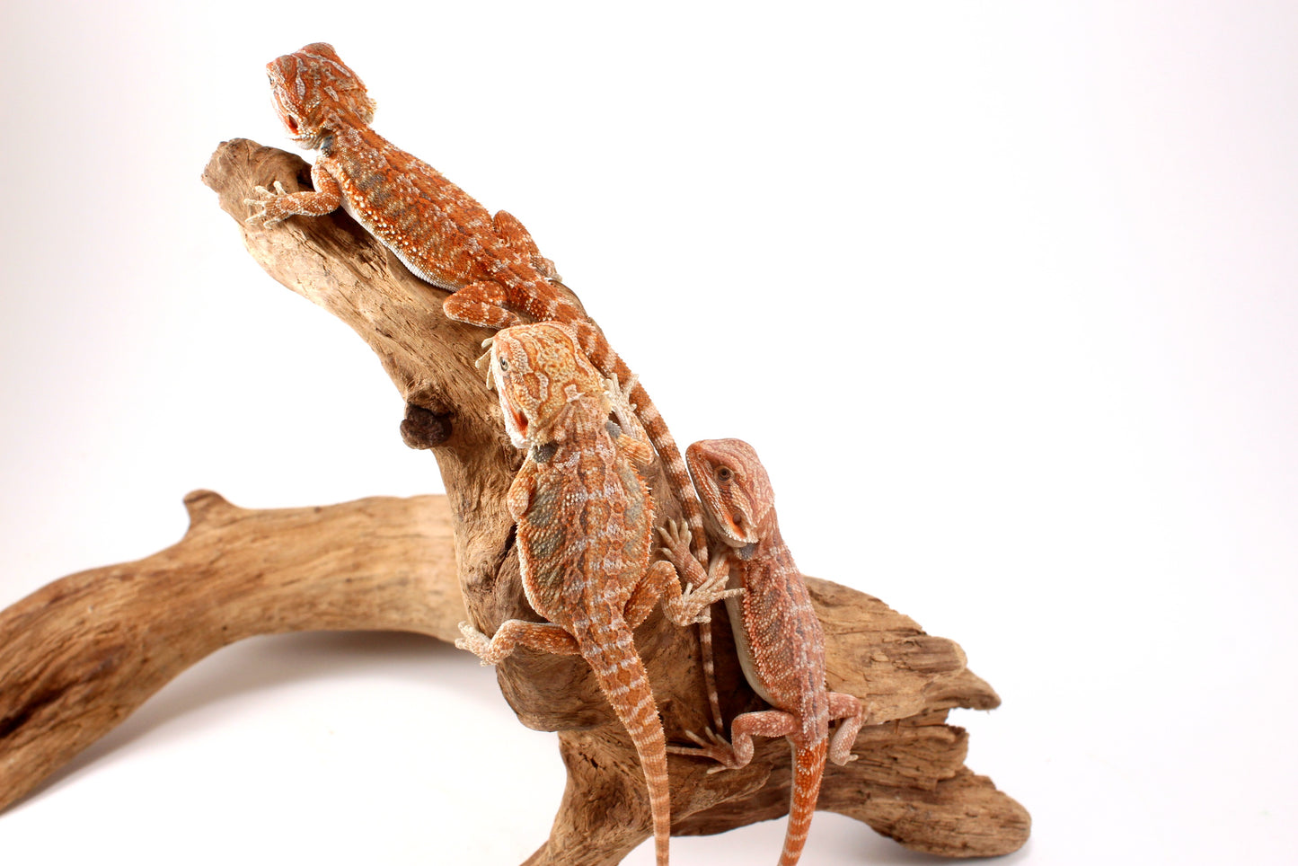 Hypo Orange Tiger Bearded Dragon