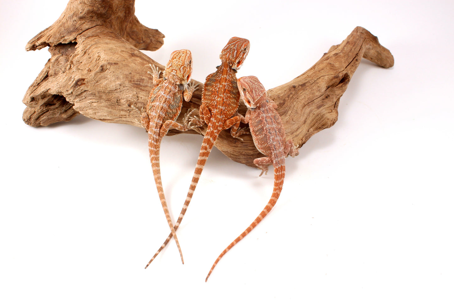 Hypo Orange Tiger Bearded Dragon