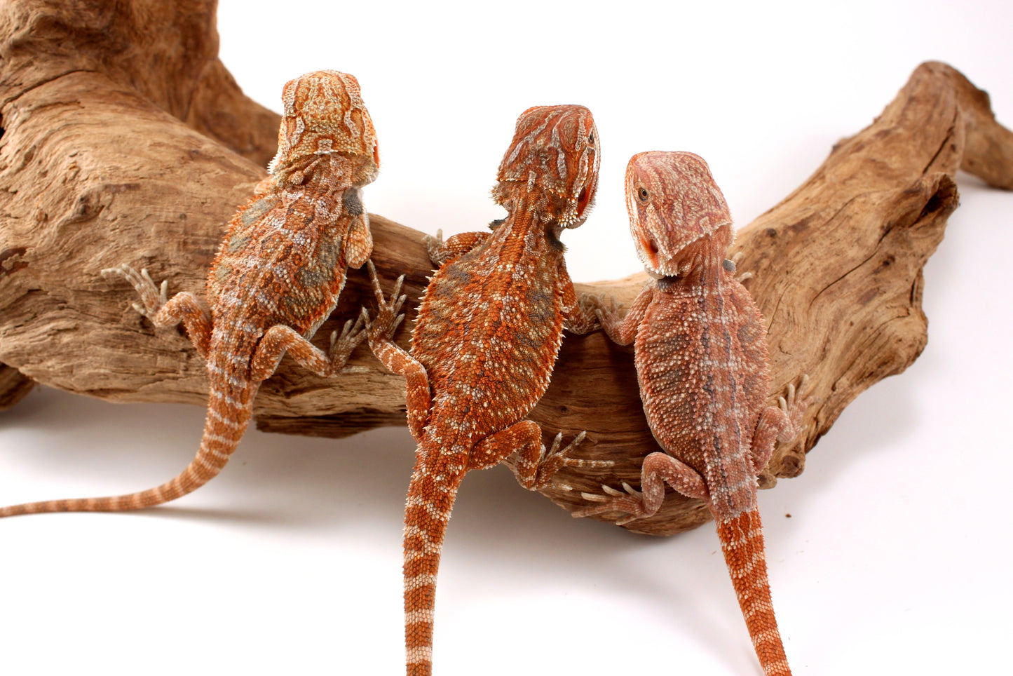 Hypo Orange Tiger Bearded Dragon