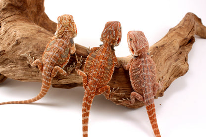 Hypo Orange Tiger Bearded Dragon