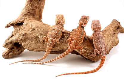 Hypo Orange Tiger Bearded Dragon