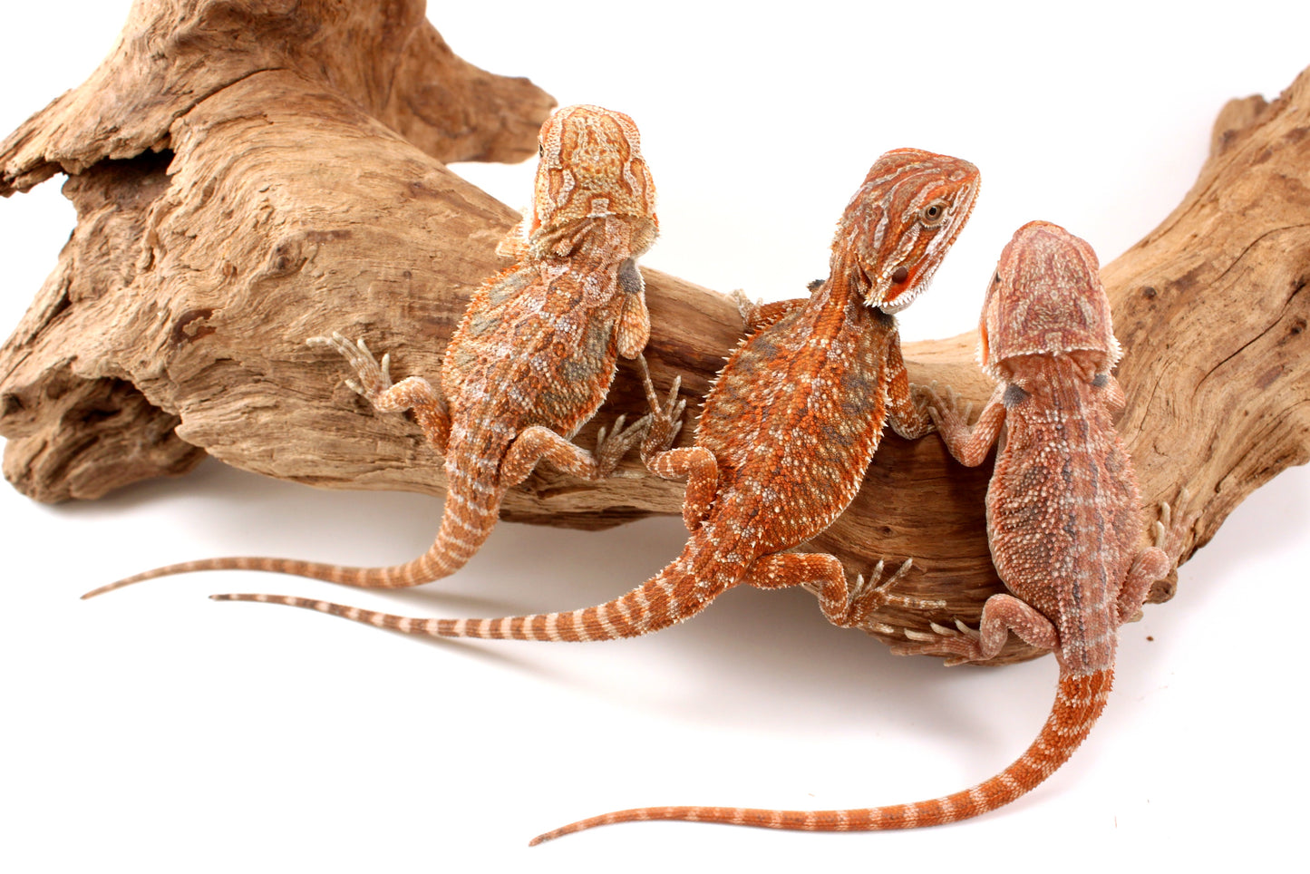 Hypo Orange Tiger Bearded Dragon