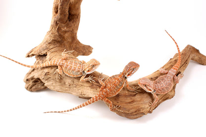 Hypo Orange Tiger Bearded Dragon