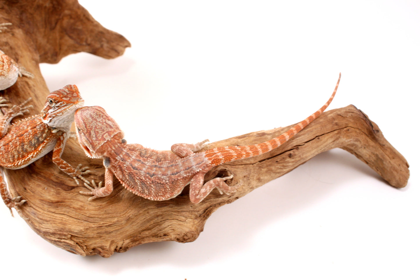 Hypo Orange Tiger Bearded Dragon