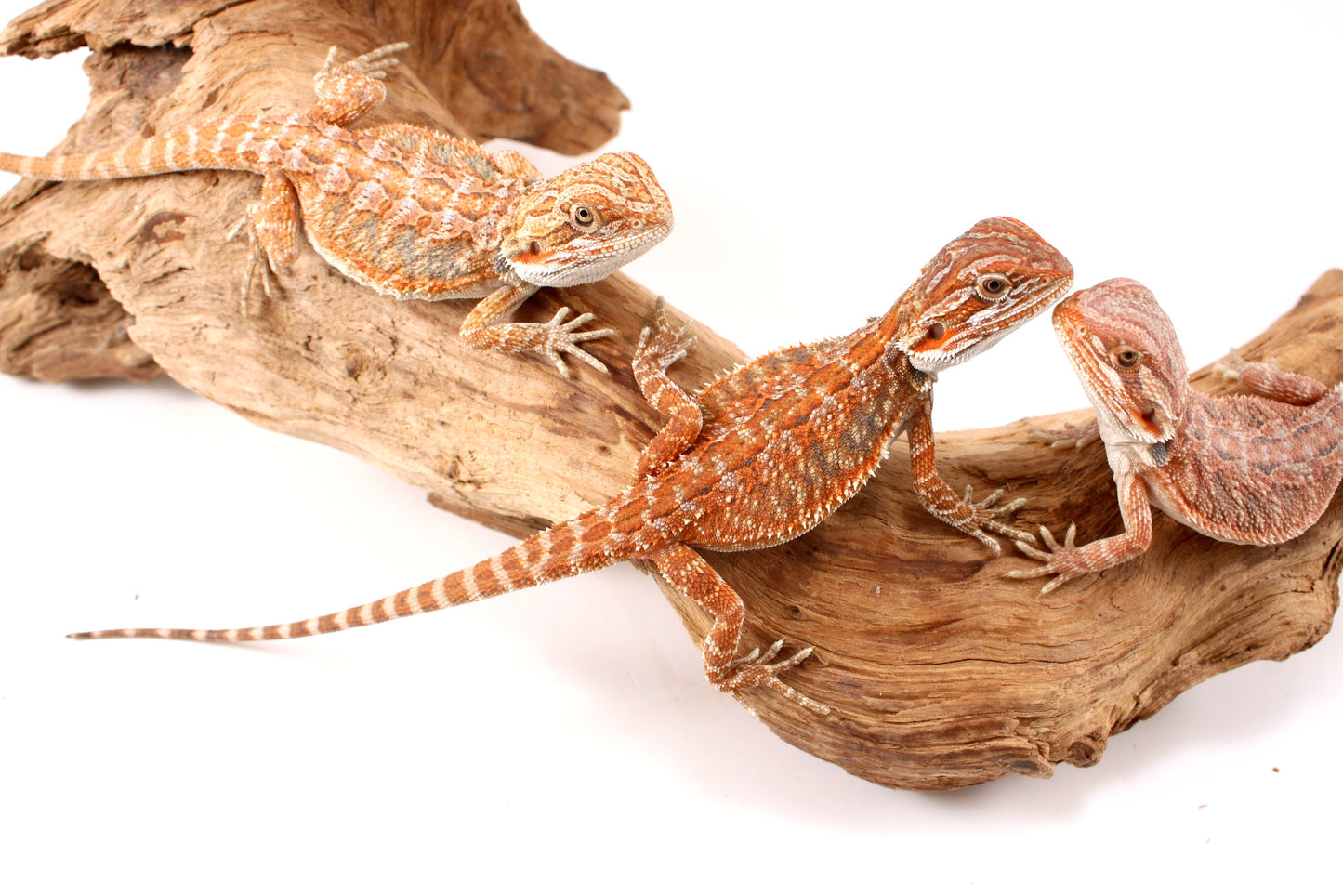 Hypo Orange Tiger Bearded Dragon