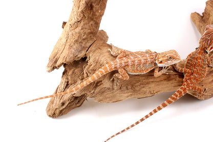 Hypo Orange Tiger Bearded Dragon