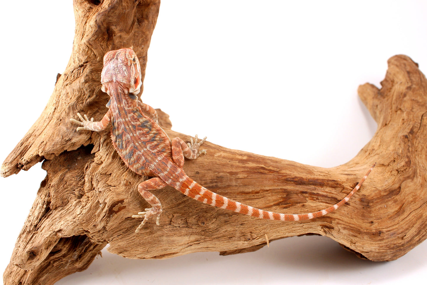 Hypo Orange Tiger Leatherback Bearded Dragon