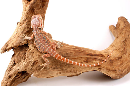 Hypo Orange Tiger Leatherback Bearded Dragon