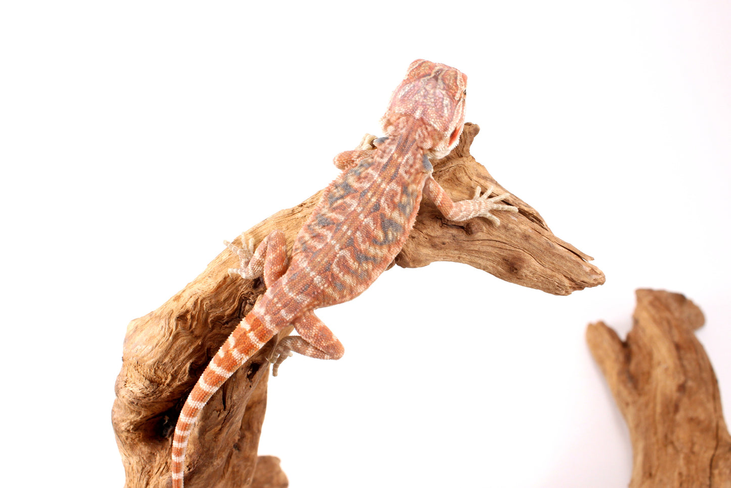 Hypo Orange Tiger Leatherback Bearded Dragon
