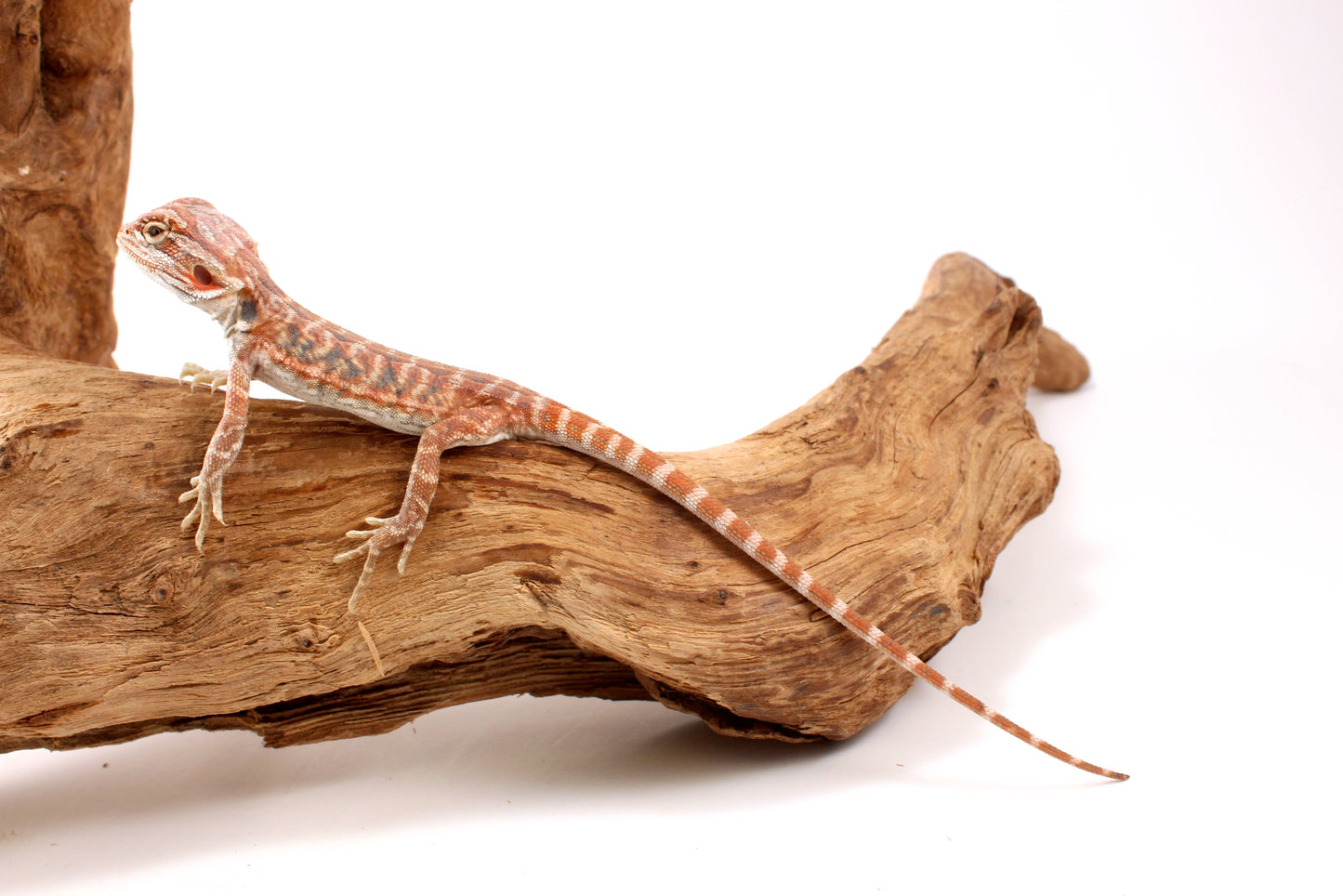 Hypo Orange Tiger Leatherback Bearded Dragon