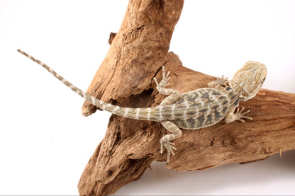 Hypo Citrus Tiger Leatherback Bearded Dragon