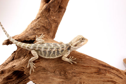 Hypo Citrus Tiger Leatherback Bearded Dragon