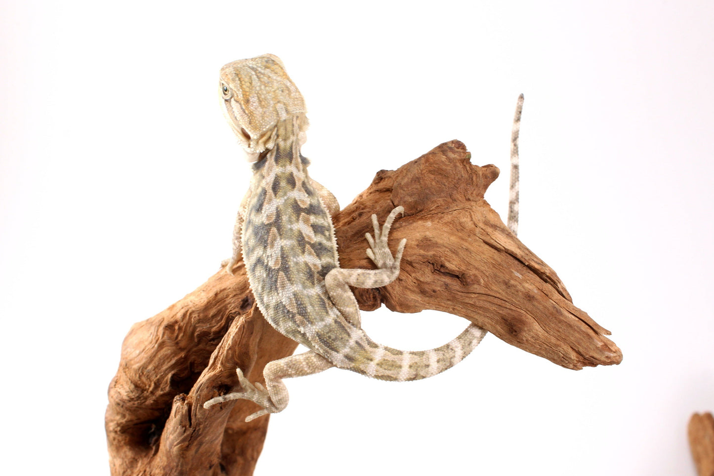 Hypo Citrus Tiger Leatherback Bearded Dragon
