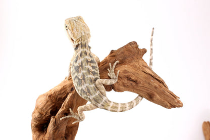 Hypo Citrus Tiger Leatherback Bearded Dragon