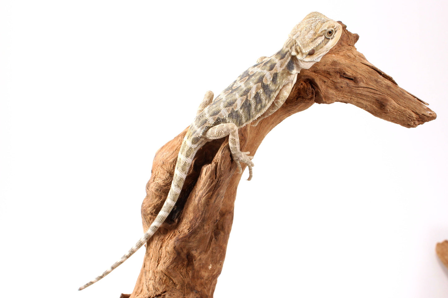 Hypo Citrus Tiger Leatherback Bearded Dragon