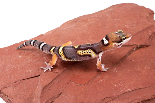 Dark Melanistic Leopard Gecko