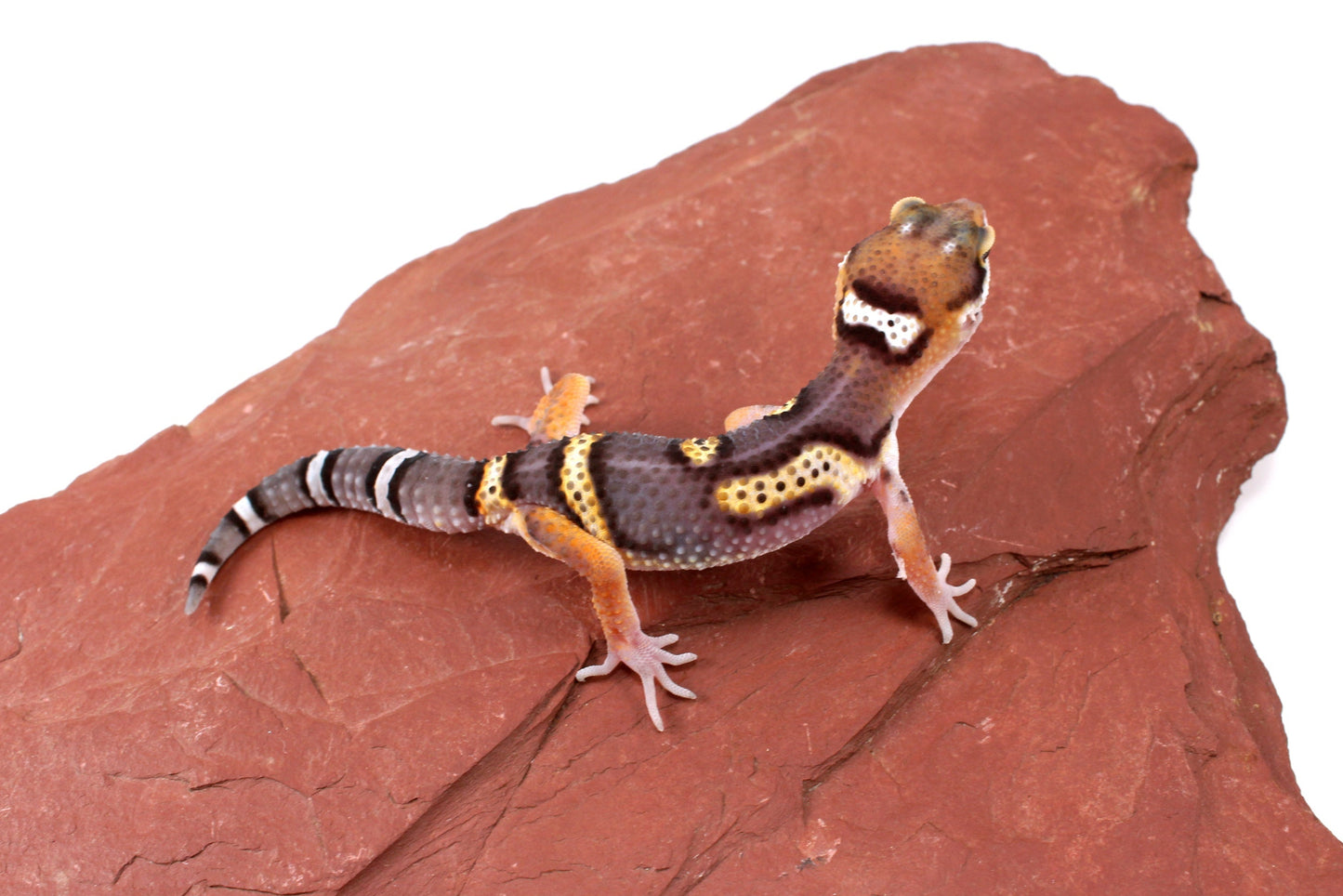 Dark Melanistic Leopard Gecko
