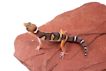 Dark Melanistic Leopard Gecko