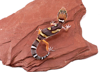 Dark Melanistic Leopard Gecko