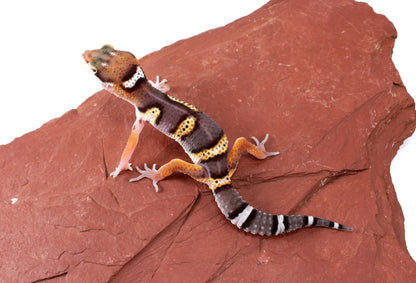 Dark Melanistic Leopard Gecko