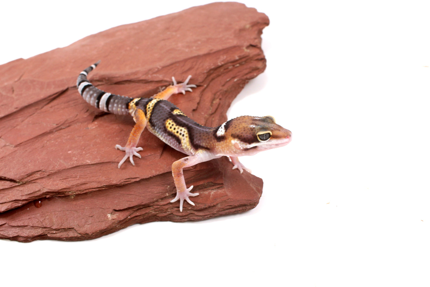 Dark Melanistic Leopard Gecko