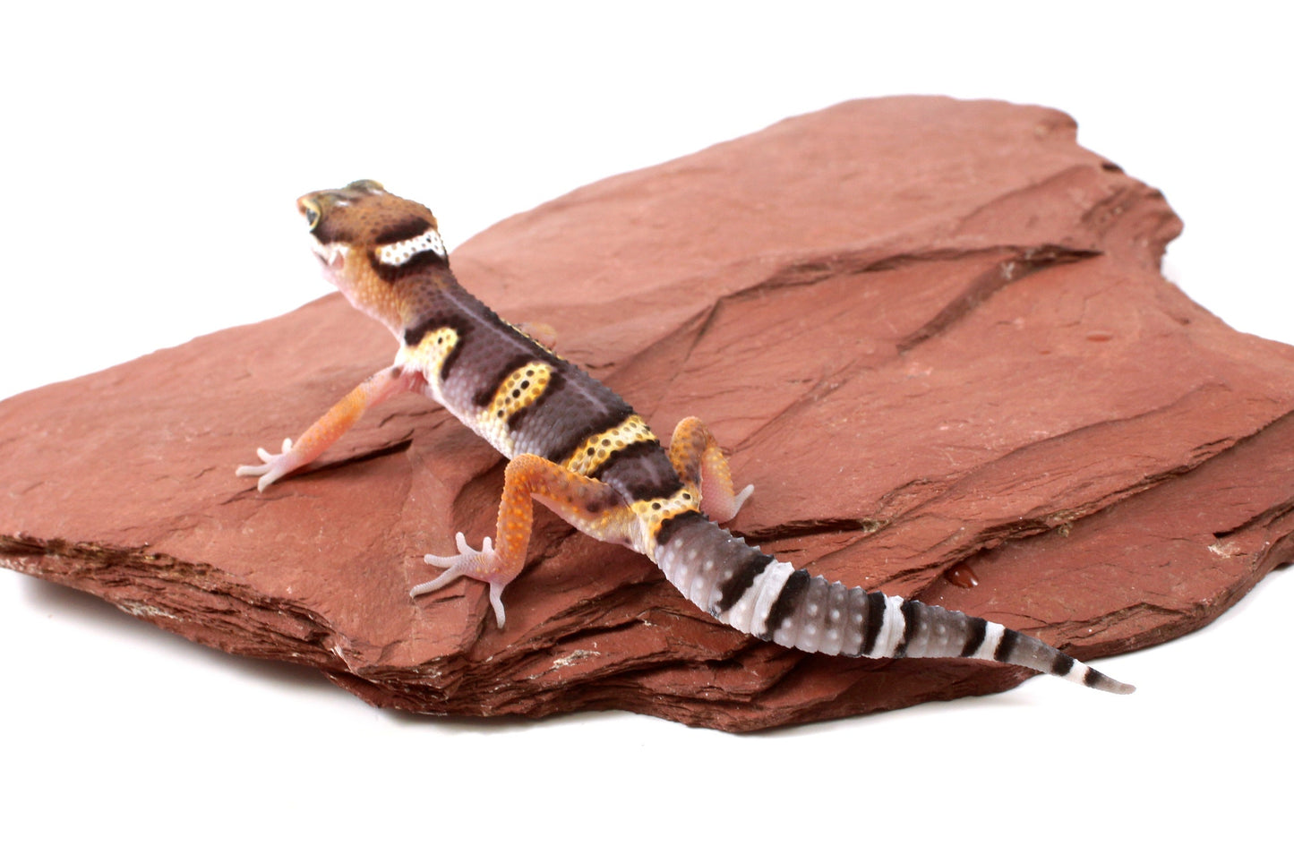 Dark Melanistic Leopard Gecko