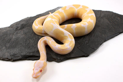 Toffino Ball Python