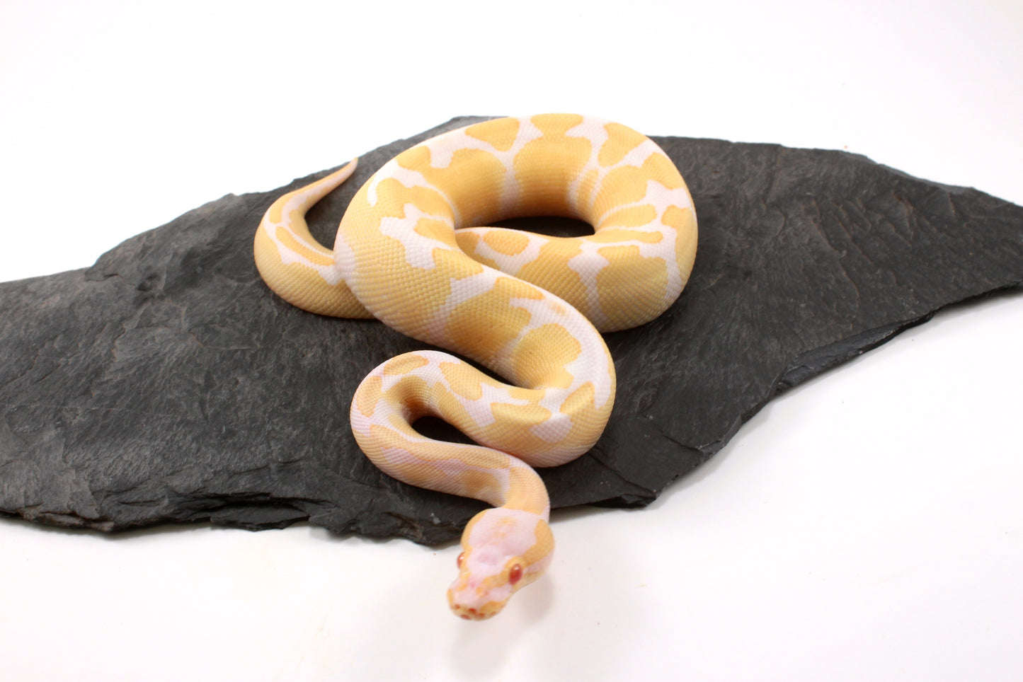 Toffino Ball Python