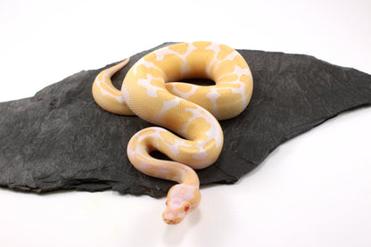 Toffino Ball Python