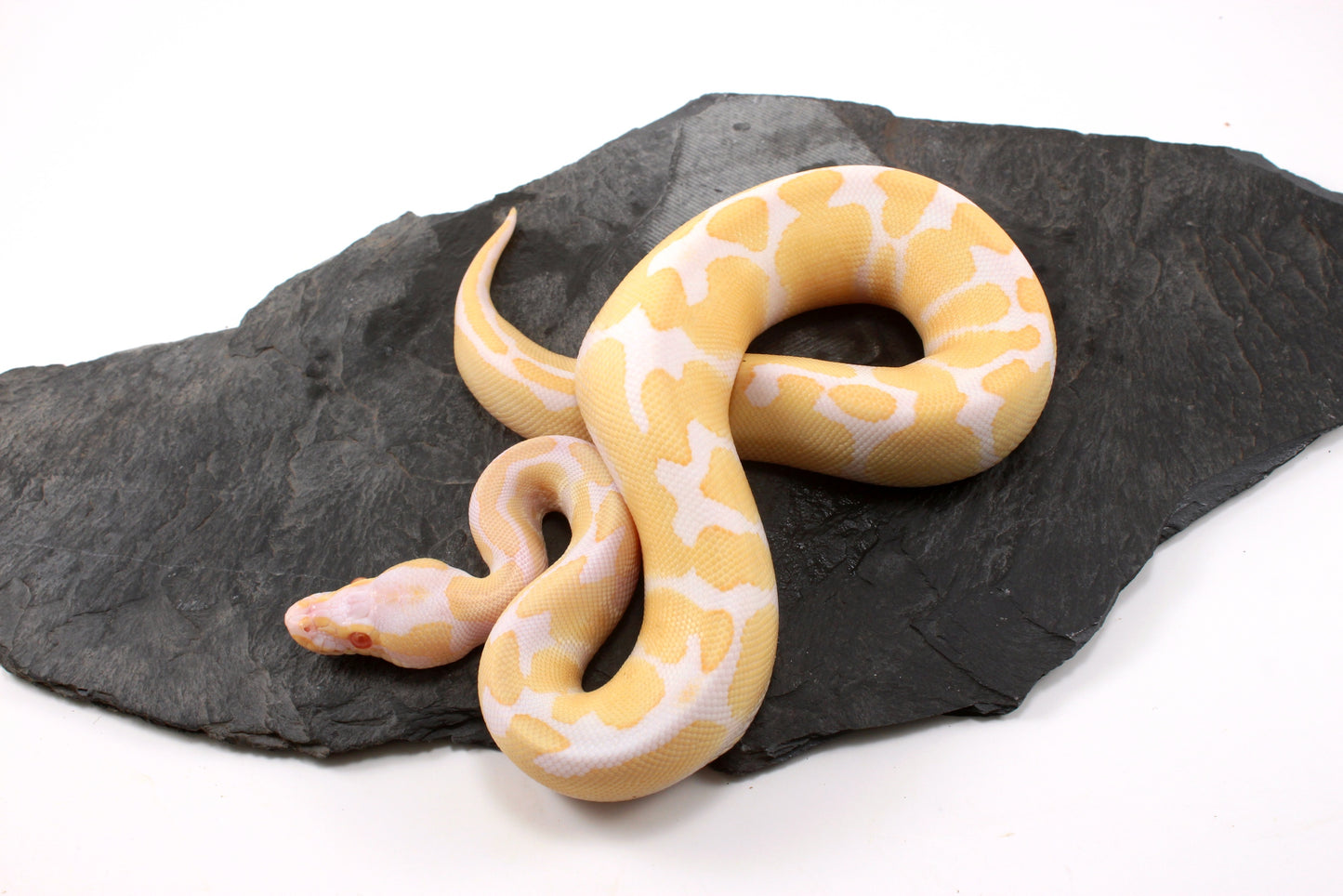 Toffino Ball Python