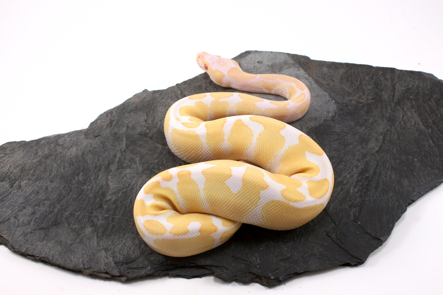 Toffino Ball Python