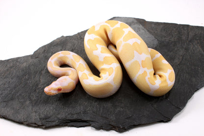 Toffino Ball Python