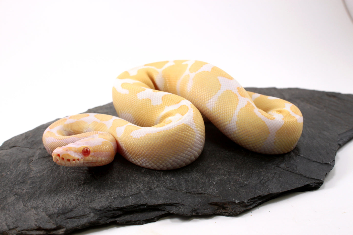 Toffino Ball Python