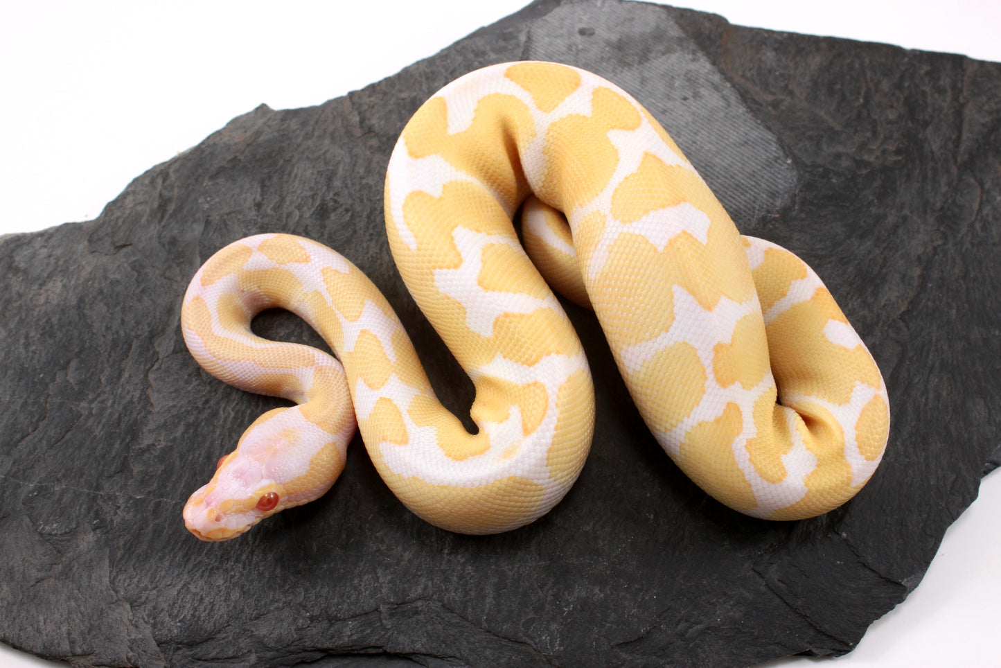Toffino Ball Python