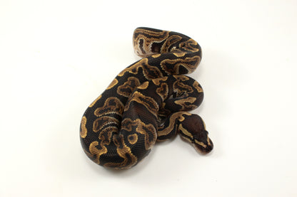 GHI h. Clown Ball Python