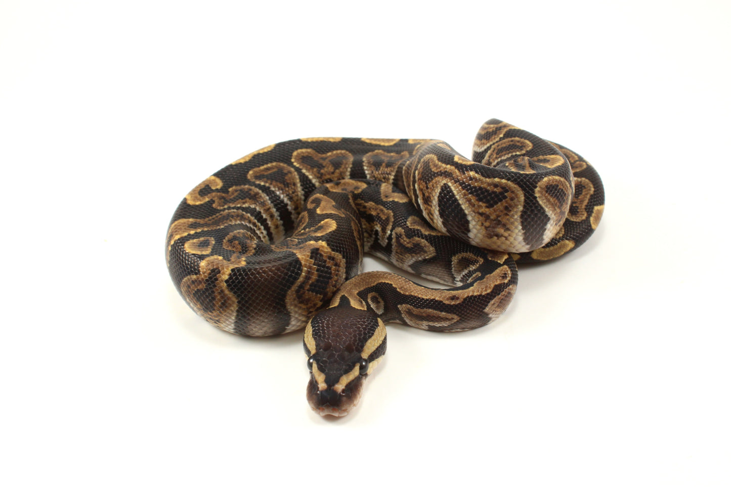 GHI h. Clown Ball Python