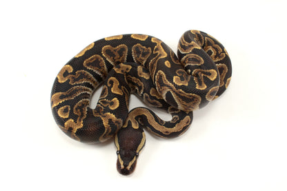 GHI h. Clown Ball Python