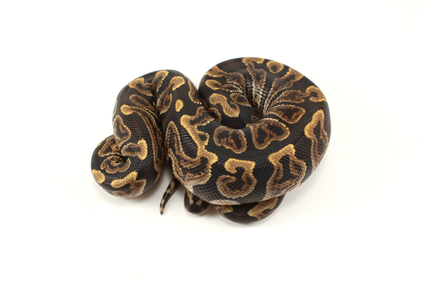 GHI h. Clown Ball Python