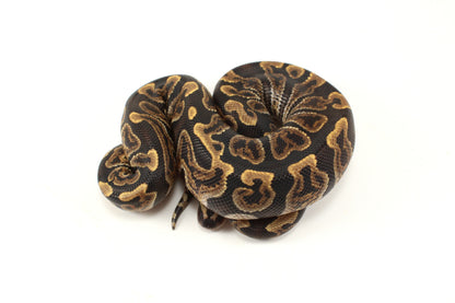 GHI h. Clown Ball Python
