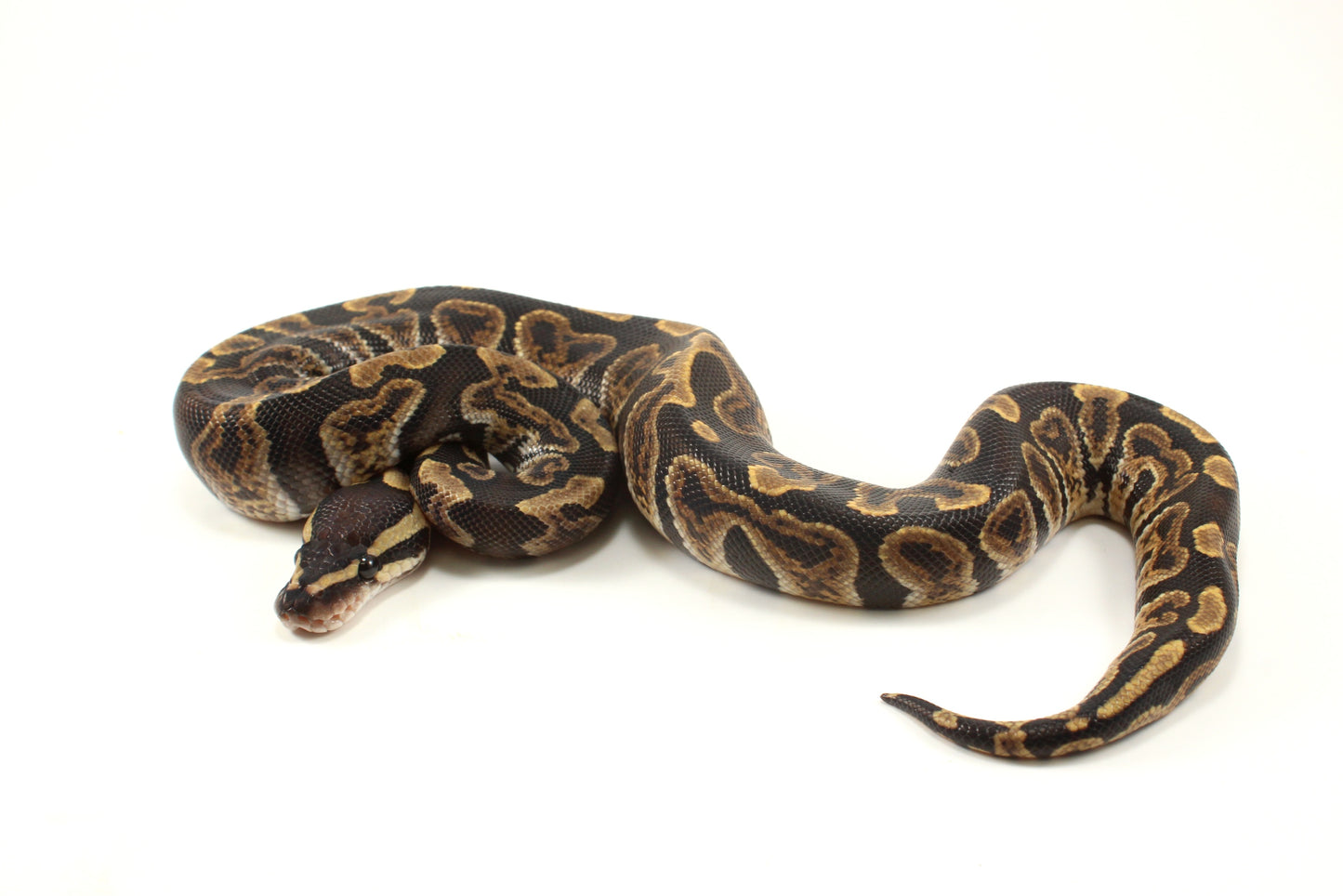 GHI h. Clown Ball Python