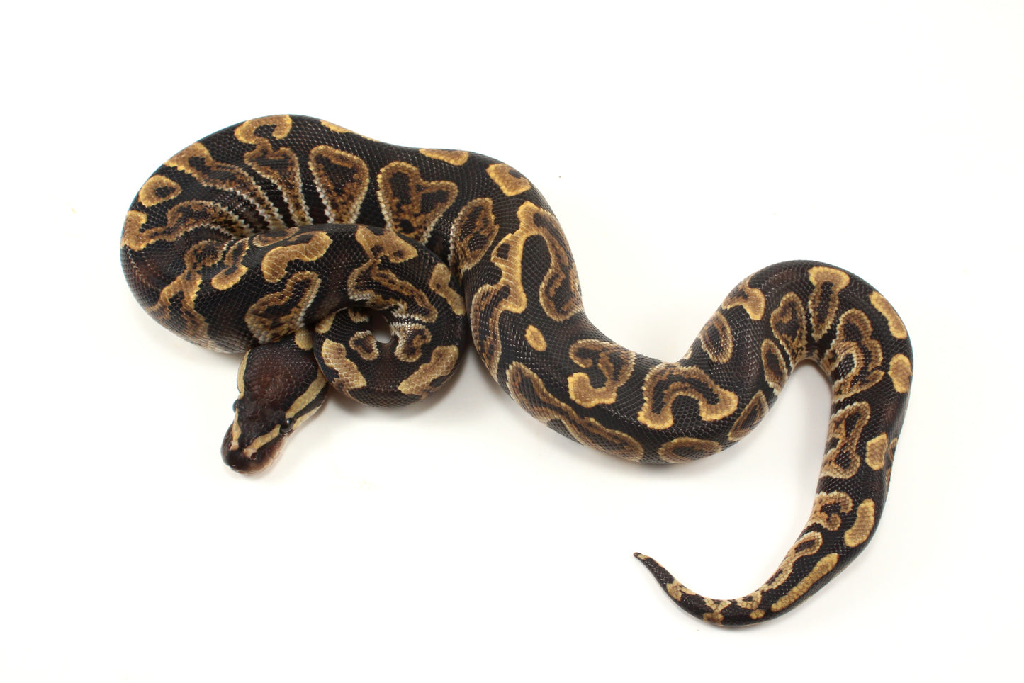 GHI h. Clown Ball Python