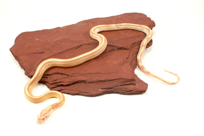 Striped Butter Corn Snake